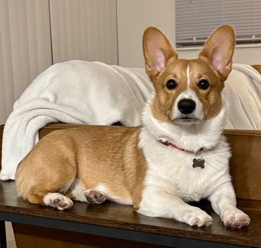 Photo of Walnut