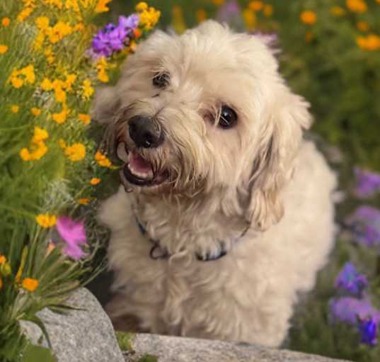 Photo of Parker