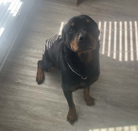 Photo of Frank