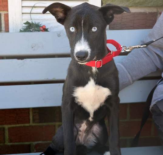Photo of Laika