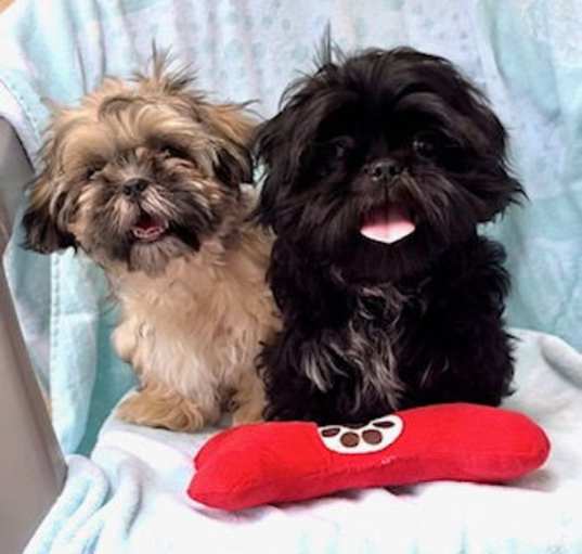 Photo of Abby & Bear