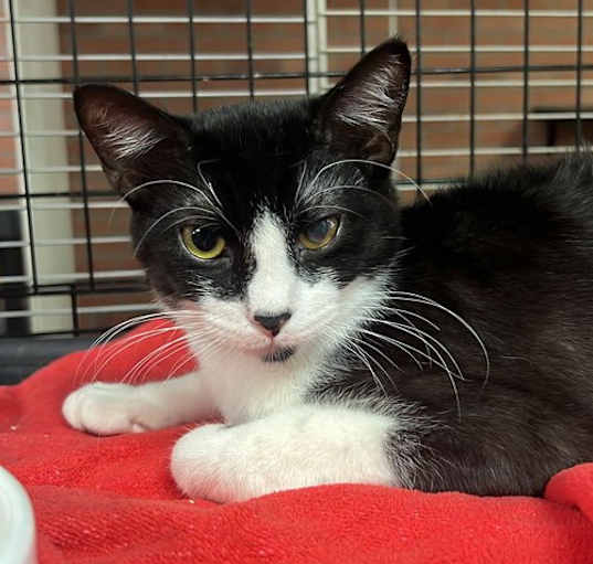 Photo of OREO