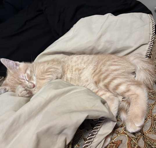 Photo of Jinx