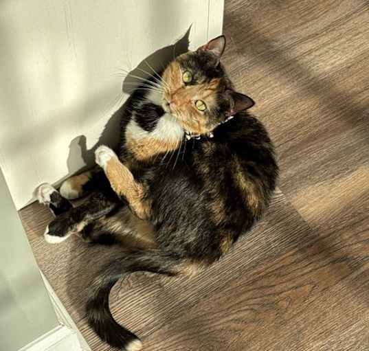 Photo of Mocha