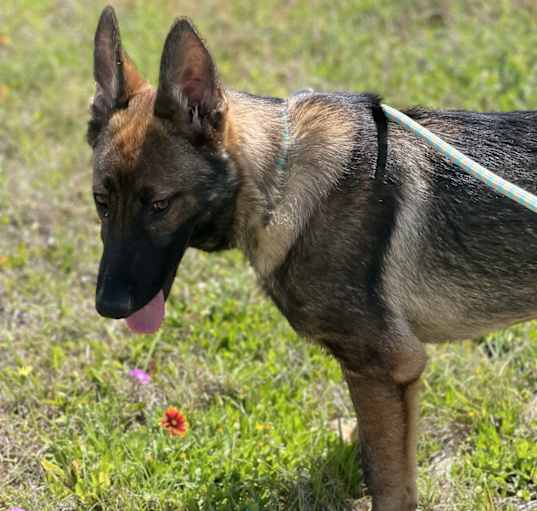 Photo of Maximus
