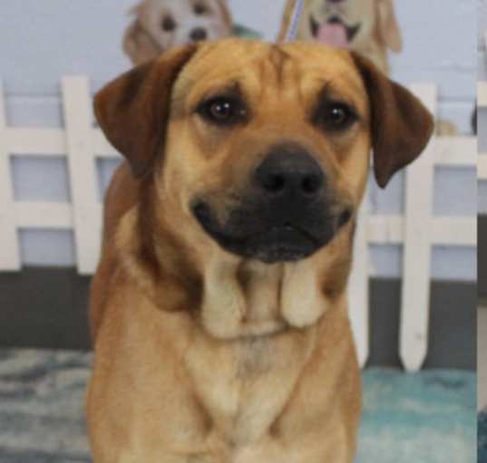 Photo of Rusty URGENT HELP NEEDED!!!