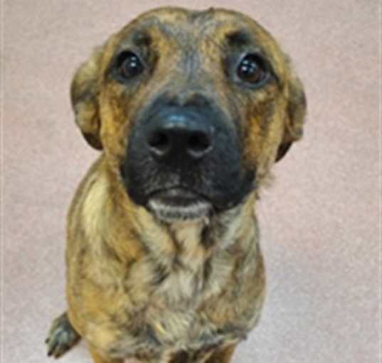 Photo of KONA