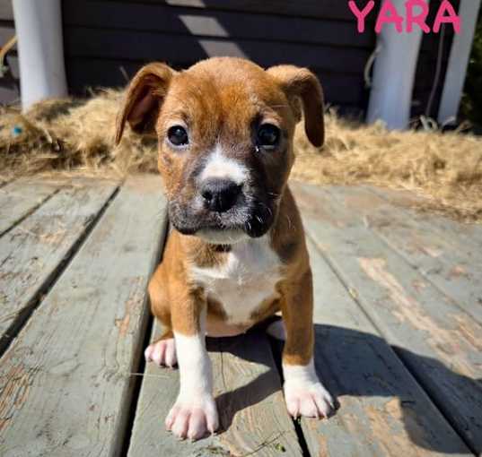 Photo of Why?! Litter - Yara