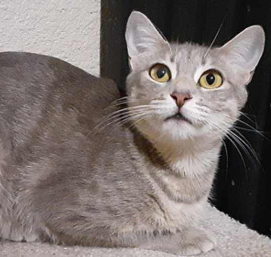 Photo of Nala J