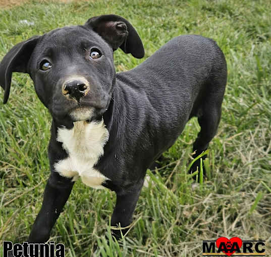 Photo of Petunia