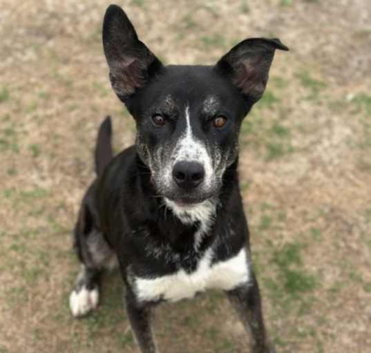 Photo of Ranger