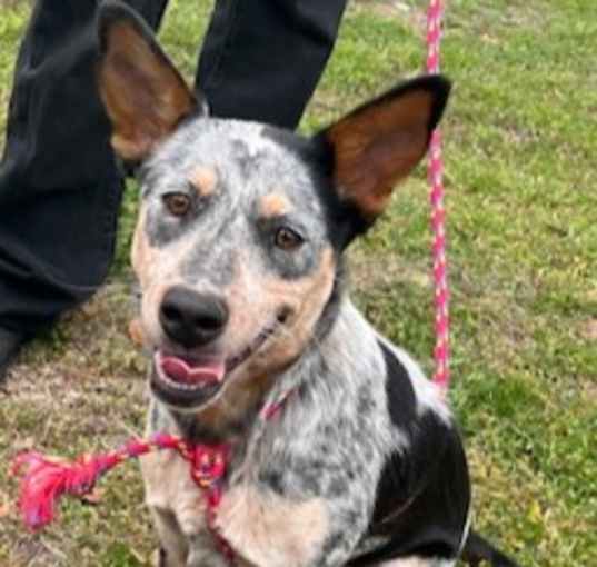 Photo of Bluey
