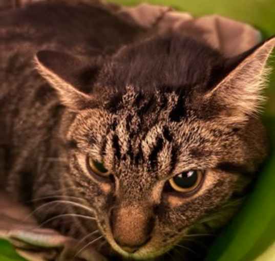Photo of Walter (was Vincent)