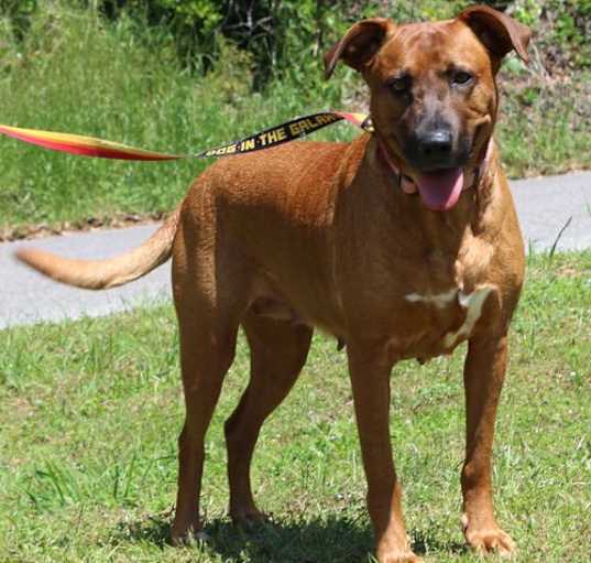 Photo of Dixie 41506