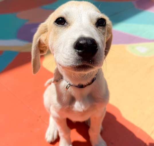 Photo of Baby Biscuit