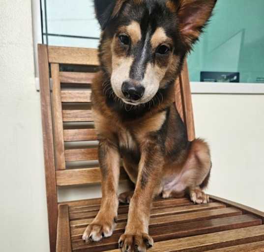 Photo of Zorro
