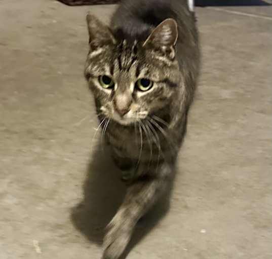 Photo of Izzy