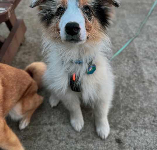 Photo of Shiloh