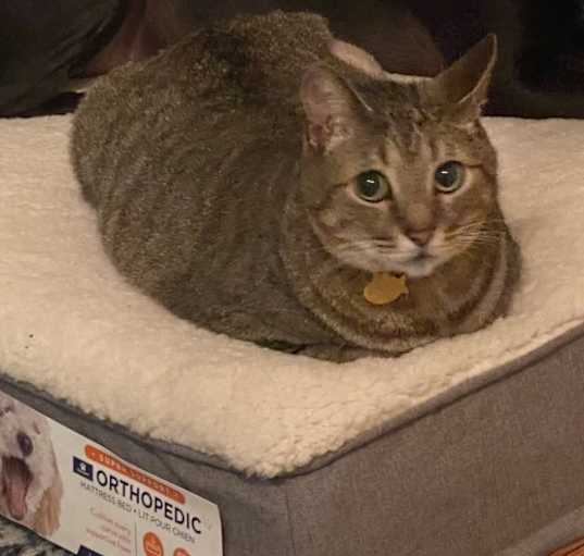 Photo of Leo