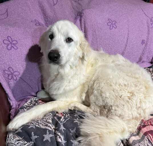 Photo of Buddy