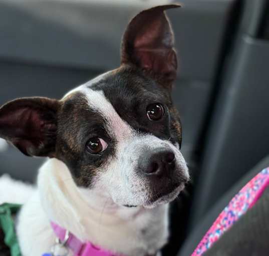 Photo of Lucky Peace
