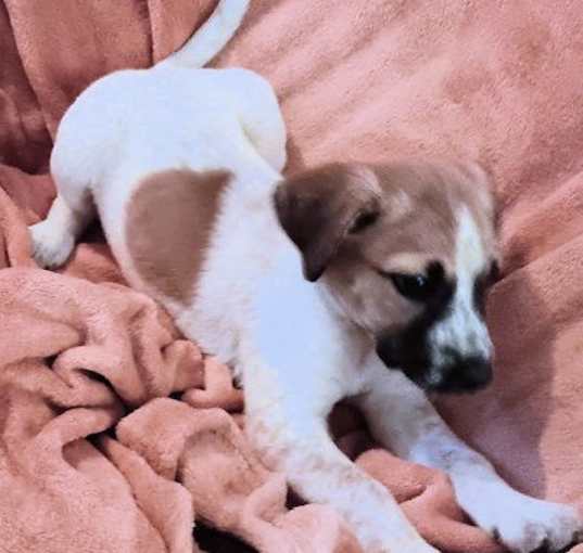 Photo of Cookie