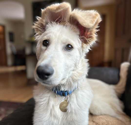 Photo of Crackle