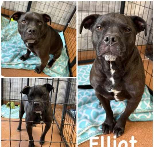 Photo of Elliott