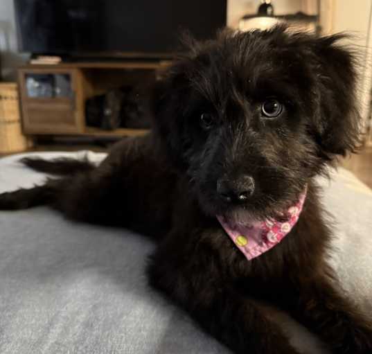 Photo of Luna