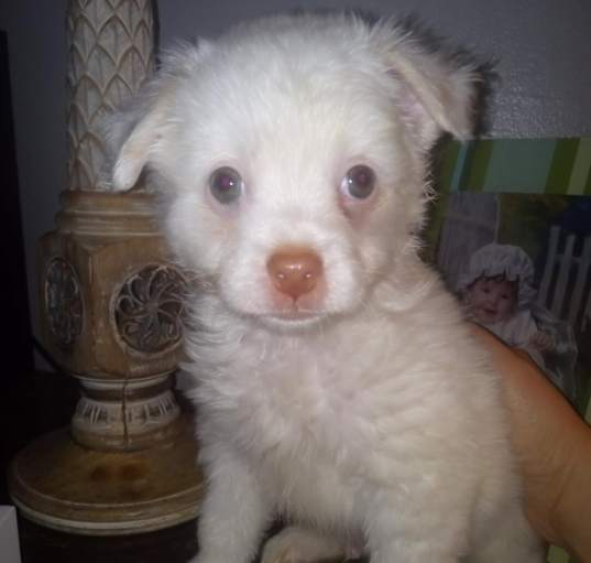 Photo of Fluffy