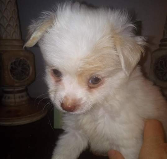 Photo of Cosmo