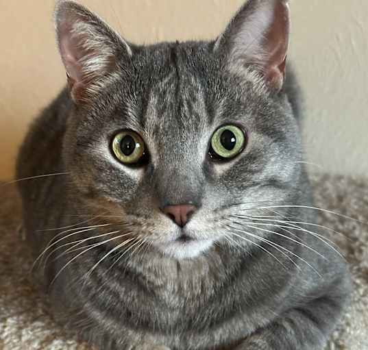 Photo of Beastie