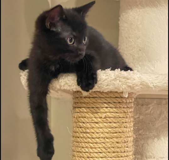 Photo of Ares 