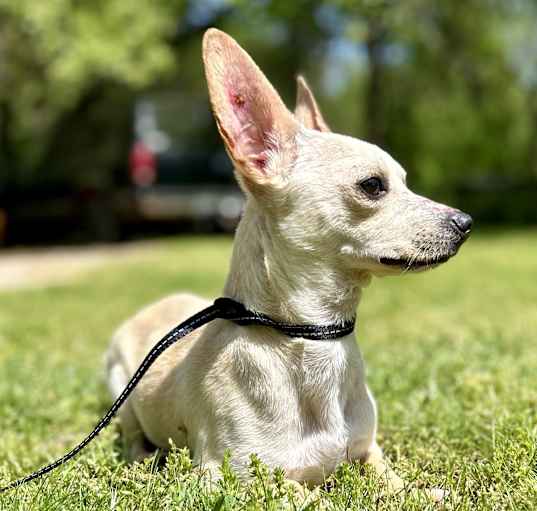 Photo of Hotdog