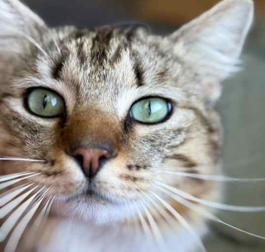 Photo of Pistachio