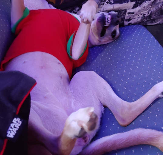 Photo of Rosie