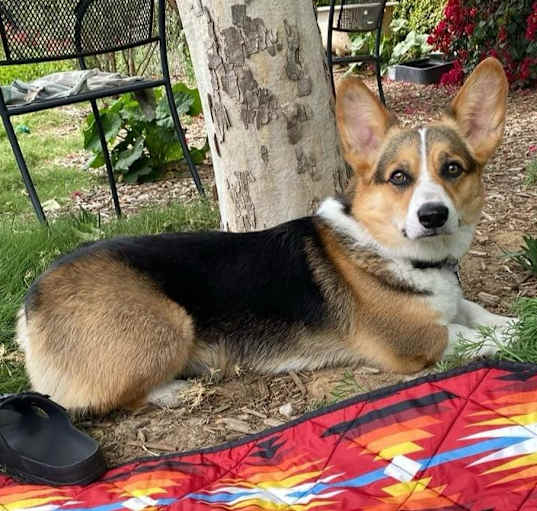 Photo of Morty
