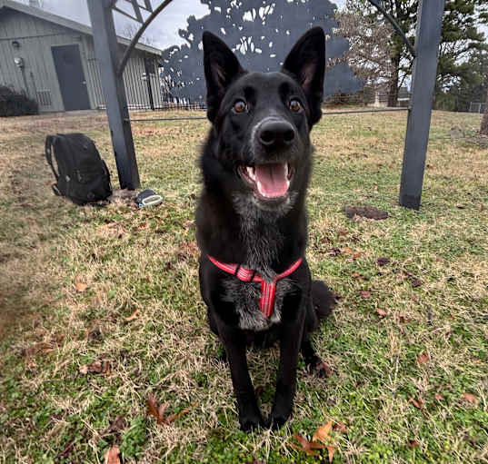 Photo of Ranger