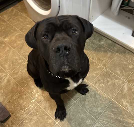 Photo of Gunner
