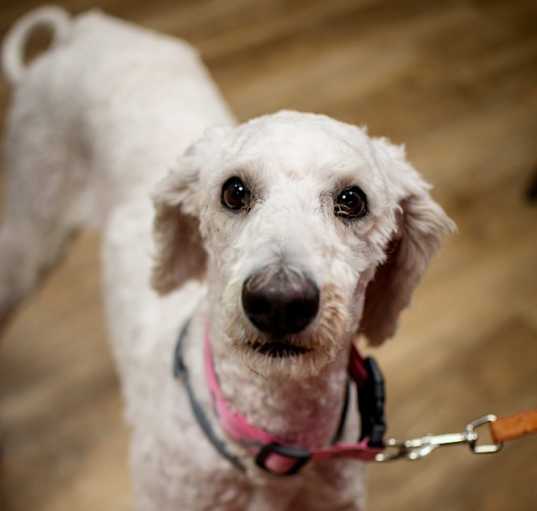 Photo of Lexie