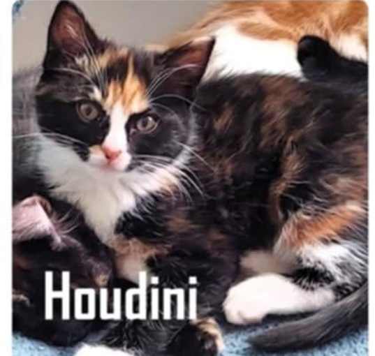 Photo of Houdini