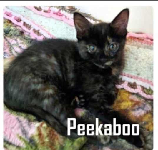 Photo of Peekaboo