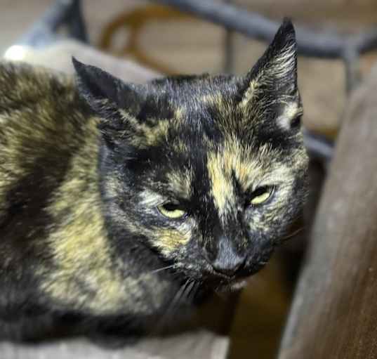 Photo of Roxy