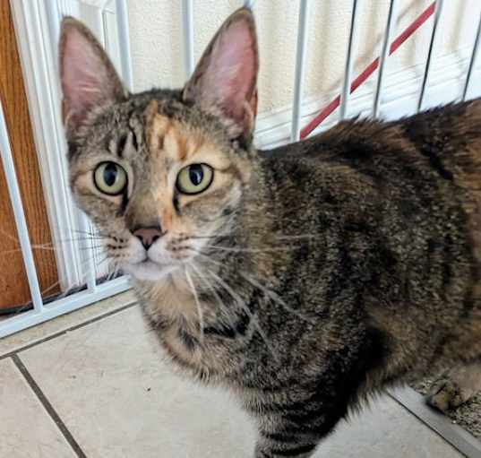 Photo of Rosemary