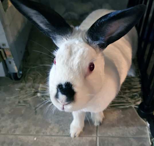 Photo of Snowball