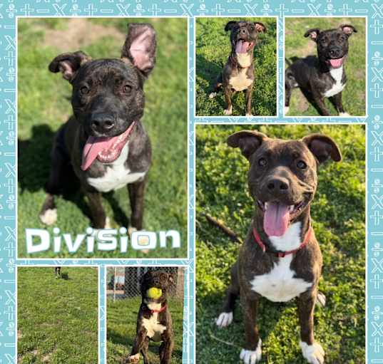 Photo of Division