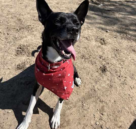 Photo of Bolt
