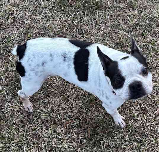 Photo of Lulu