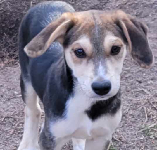 Photo of Chip