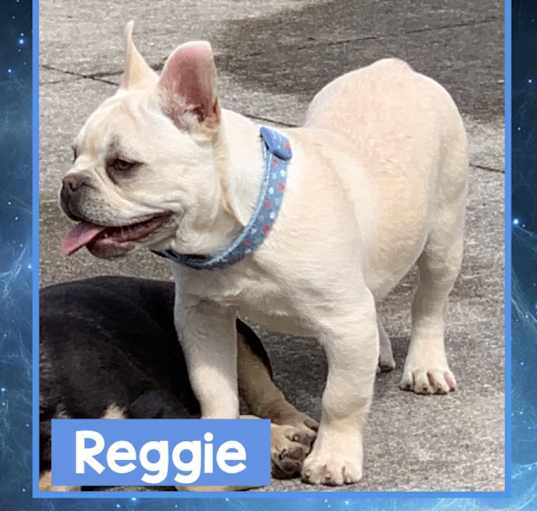 Photo of Reggie